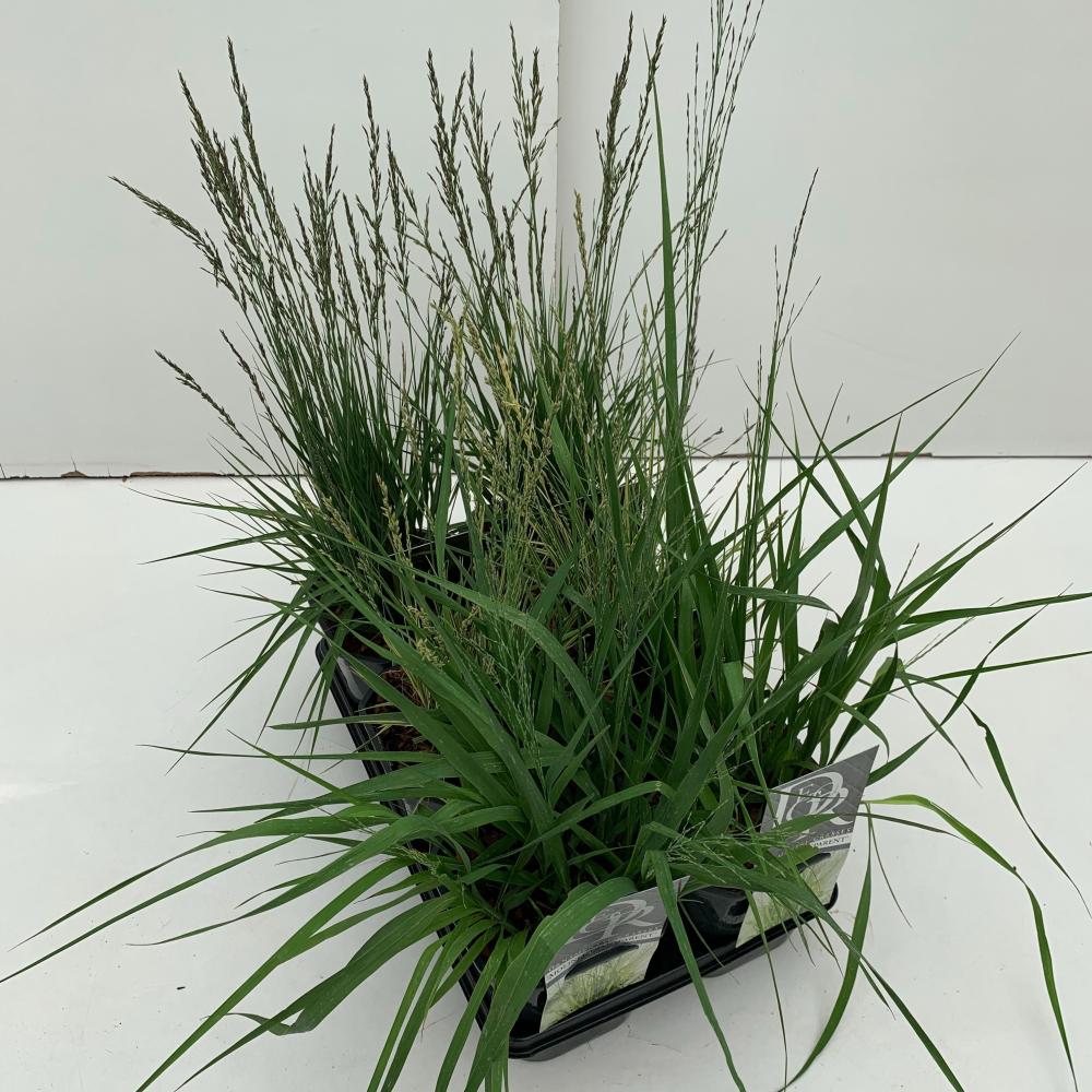Molinia