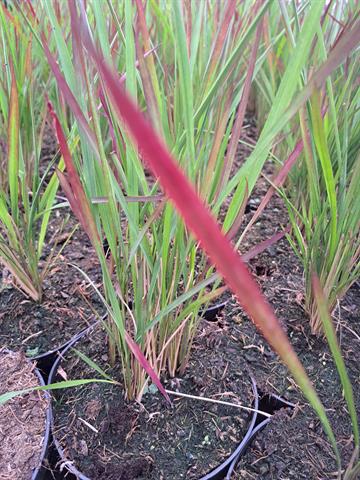 Imperata