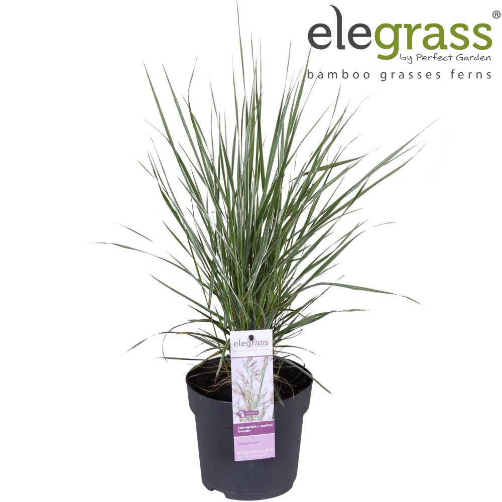 calamagrostis