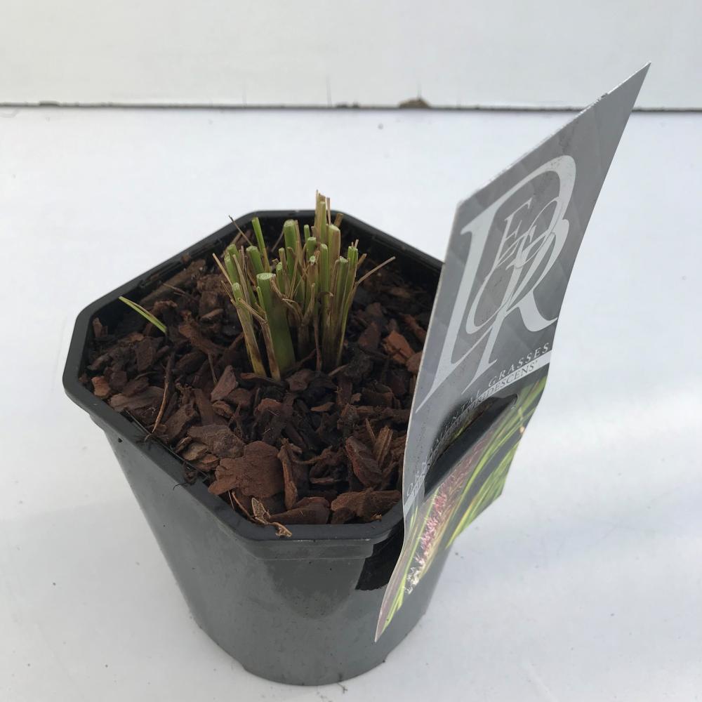 pennisetum