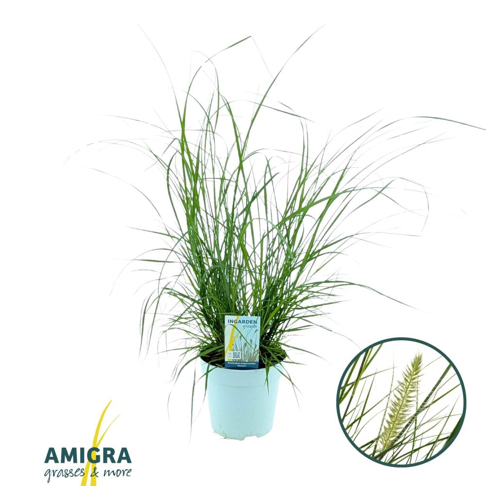 pennisetum