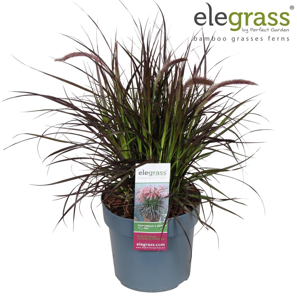 pennisetum