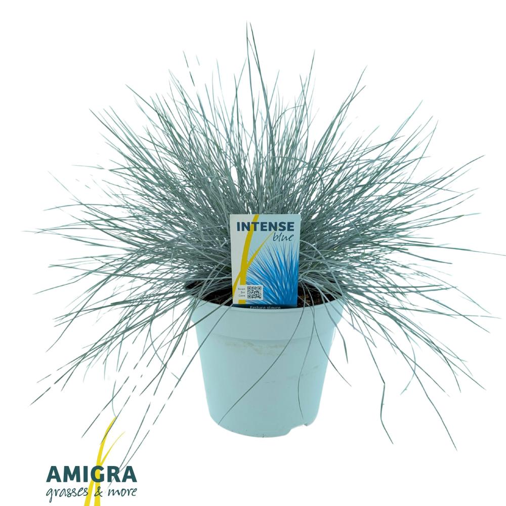 Festuca