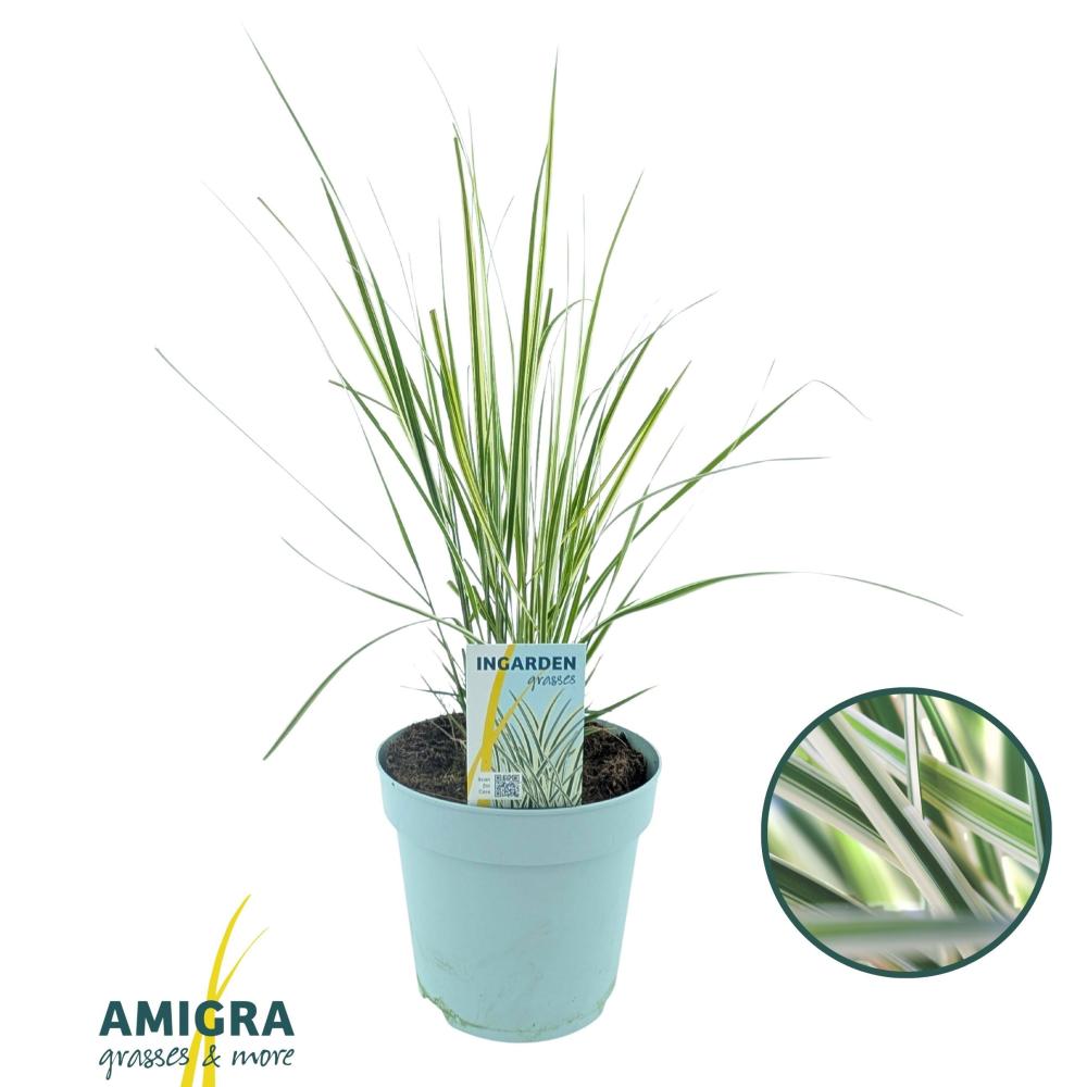 calamagrostis