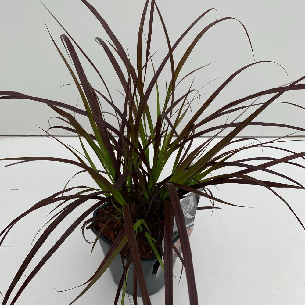 pennisetum