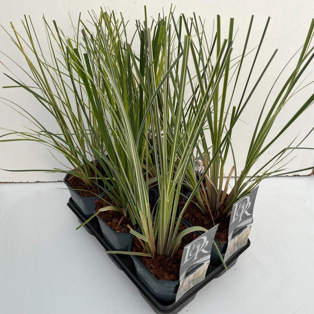 cortaderia
