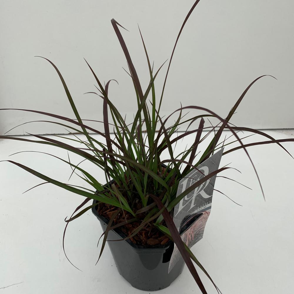 pennisetum