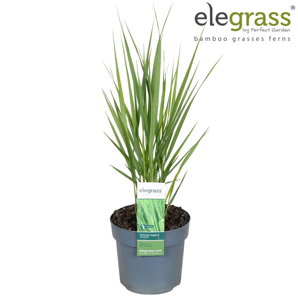 Panicum