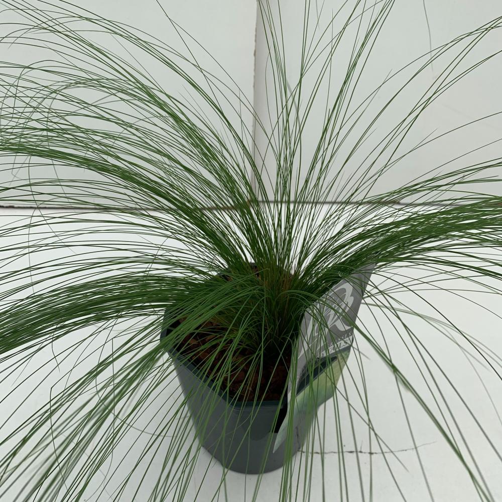 Stipa