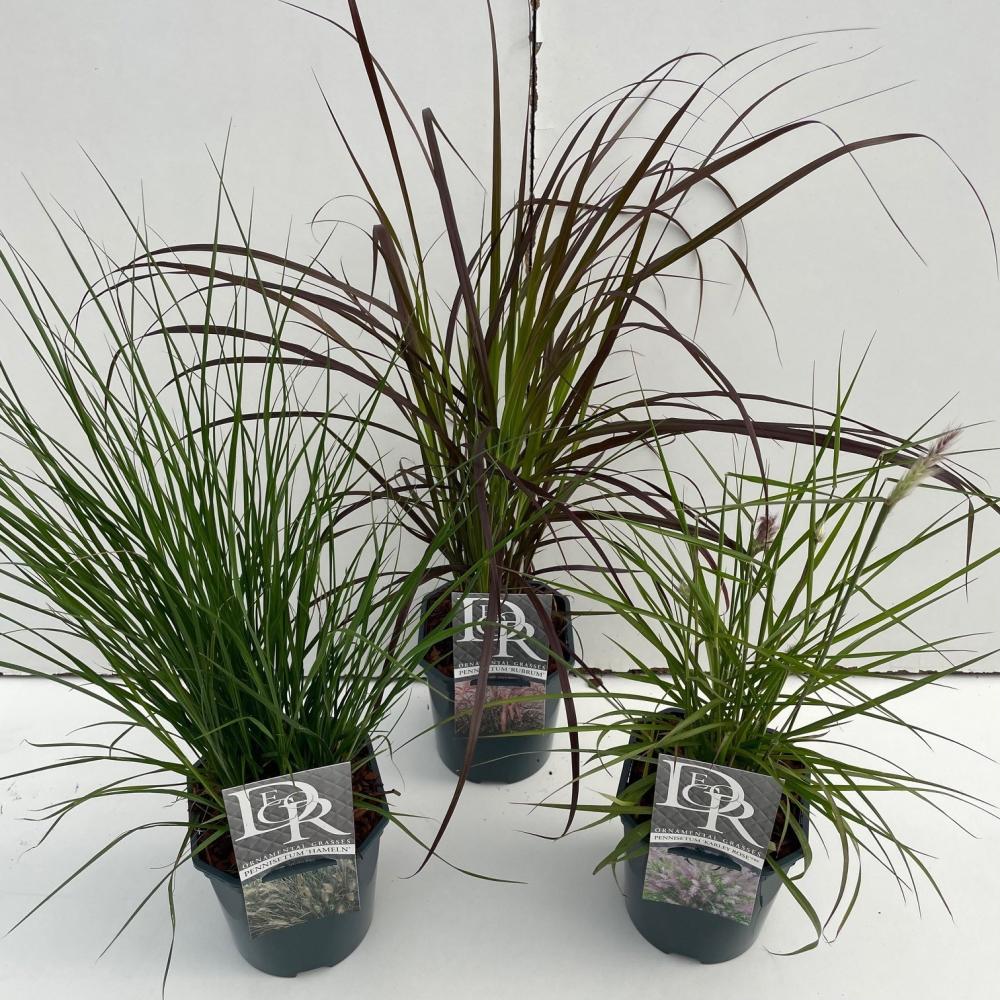 pennisetum
