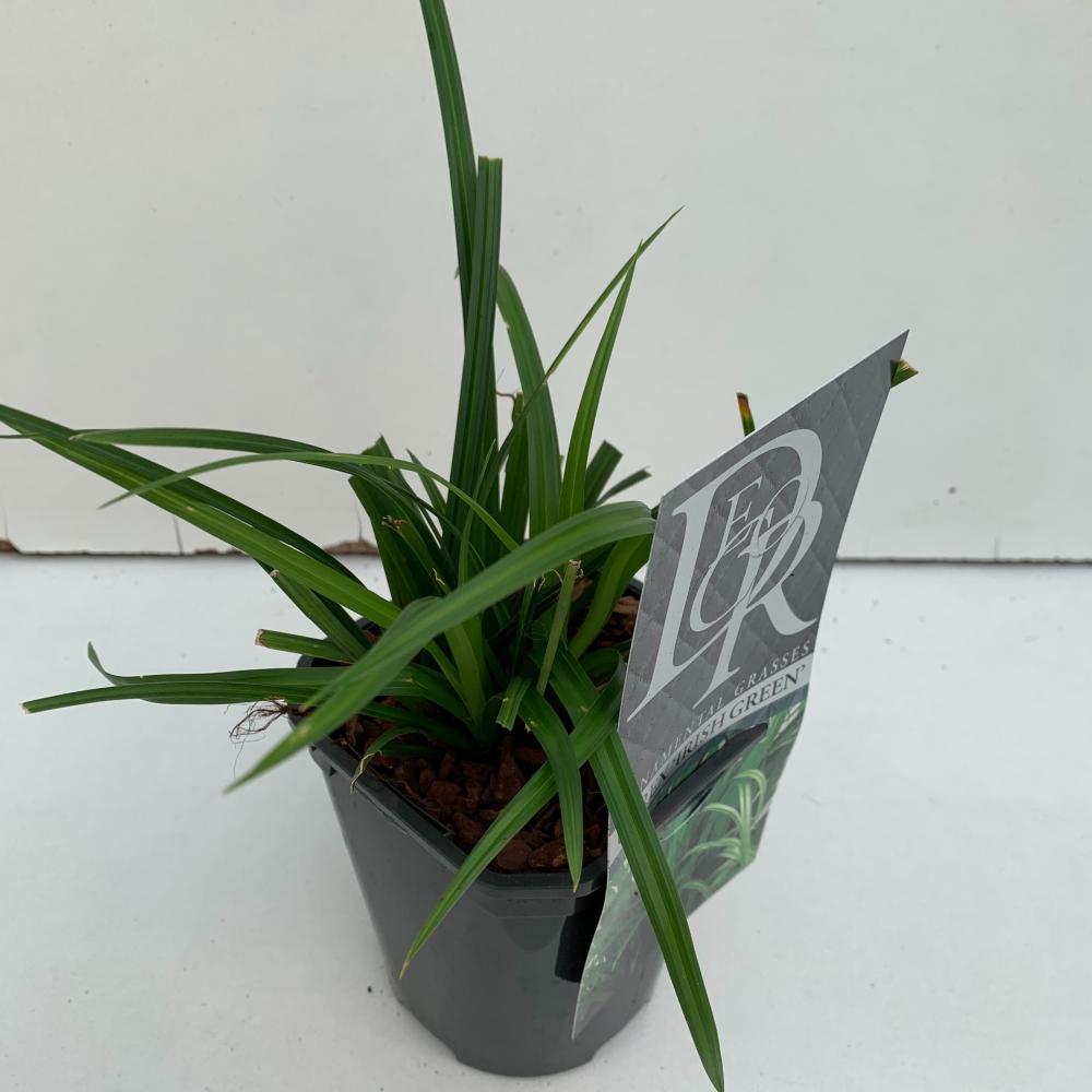 carex