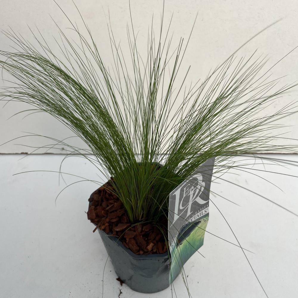 stipa