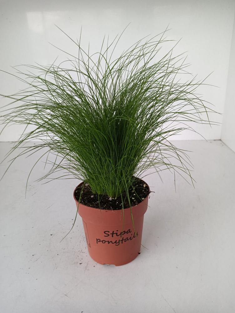 Stipa