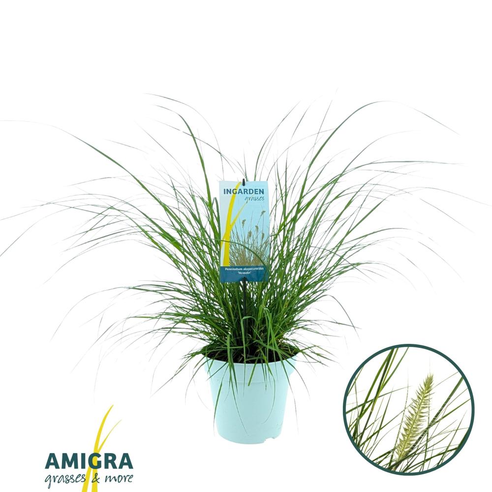 pennisetum