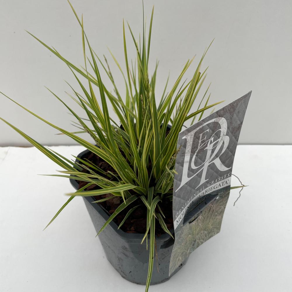 Molinia