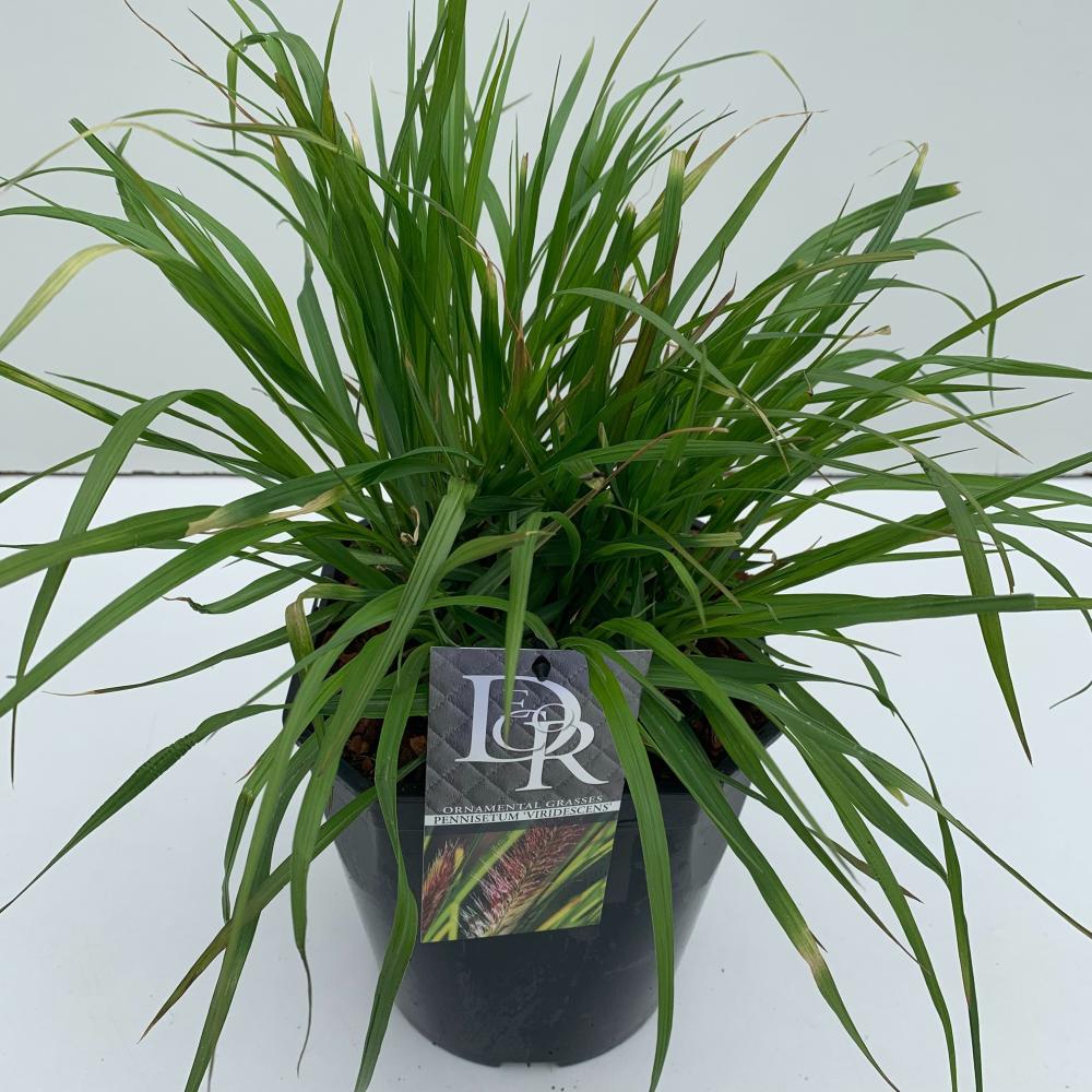 pennisetum