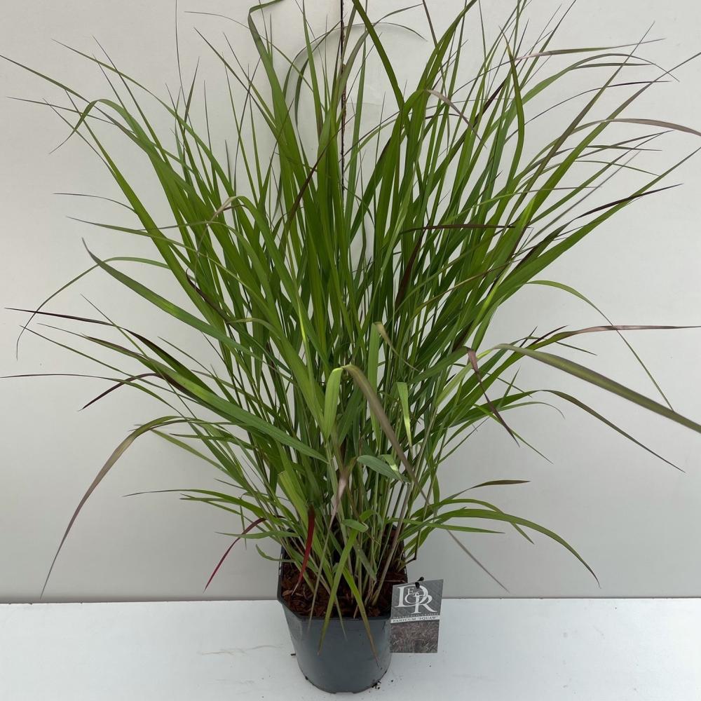 Panicum