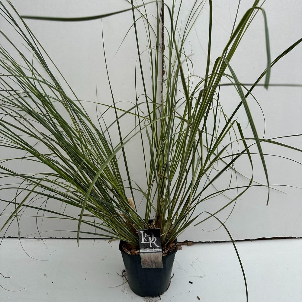 cortaderia