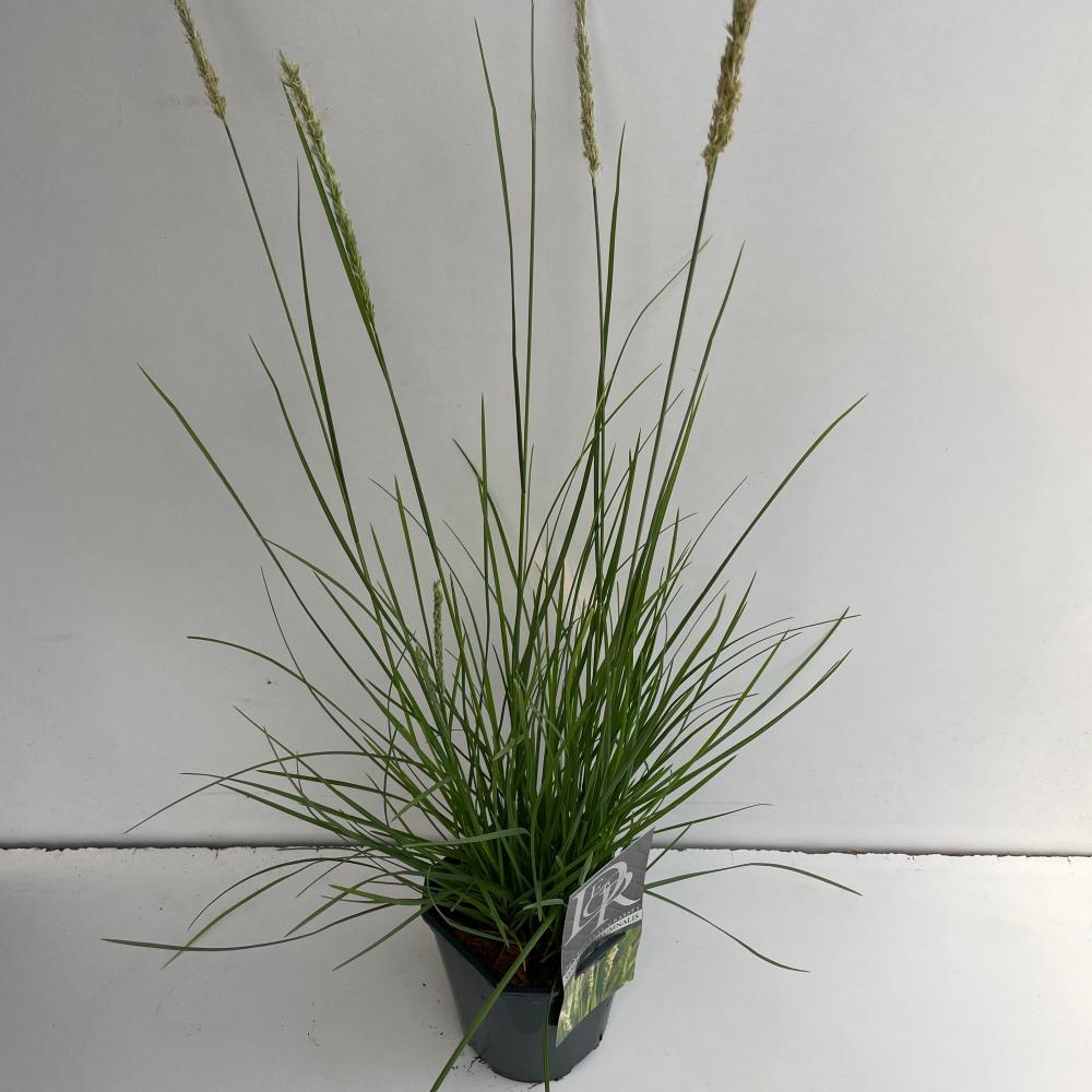 Sesleria