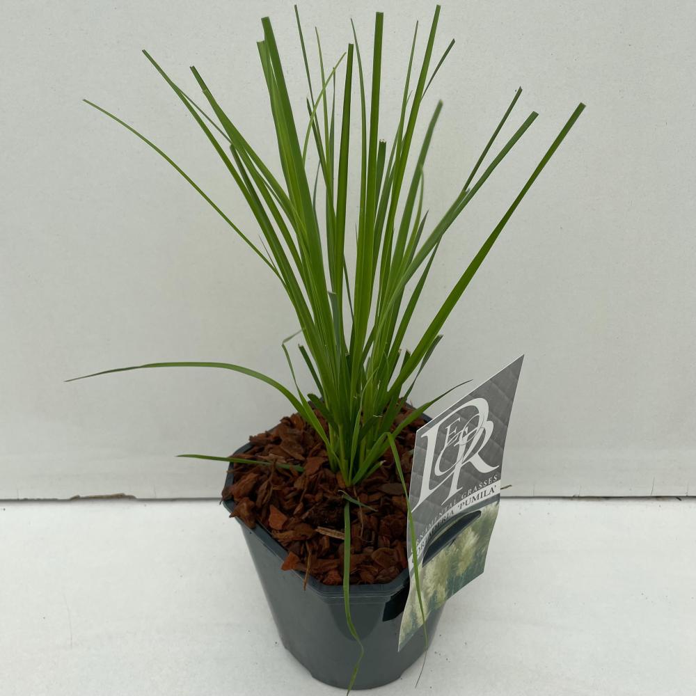 cortaderia