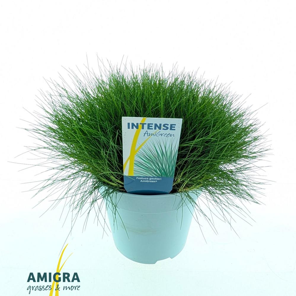 festuca