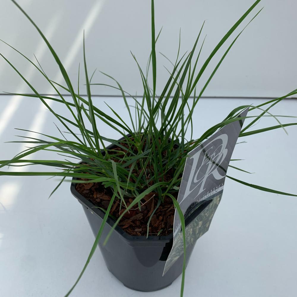 pennisetum