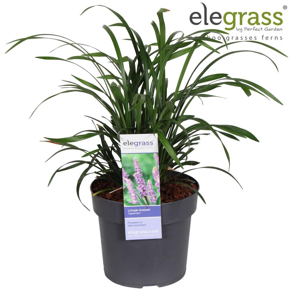 Liriope
