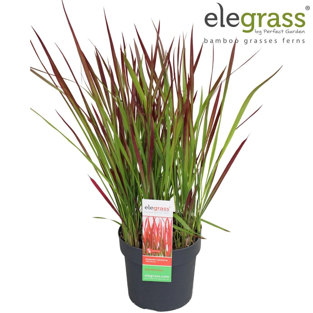 Imperata