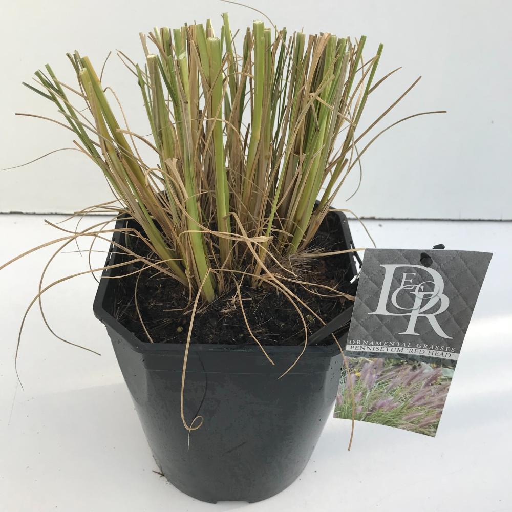 pennisetum