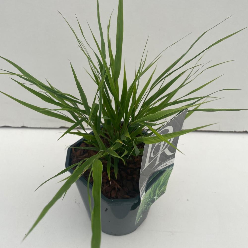 Hakonechloa