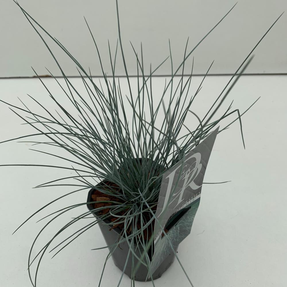 festuca