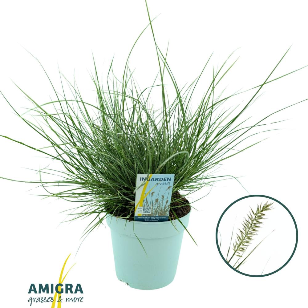 pennisetum