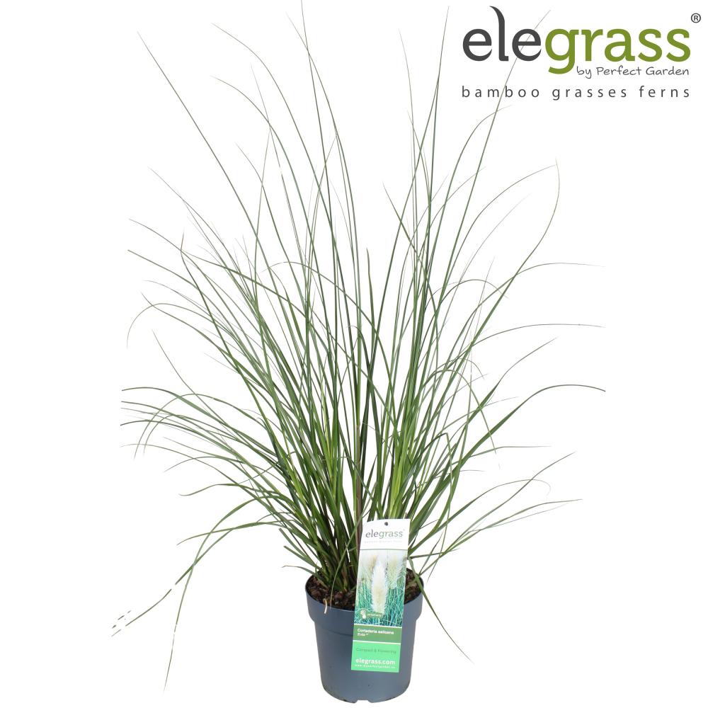cortaderia