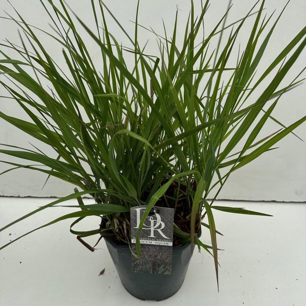 Panicum