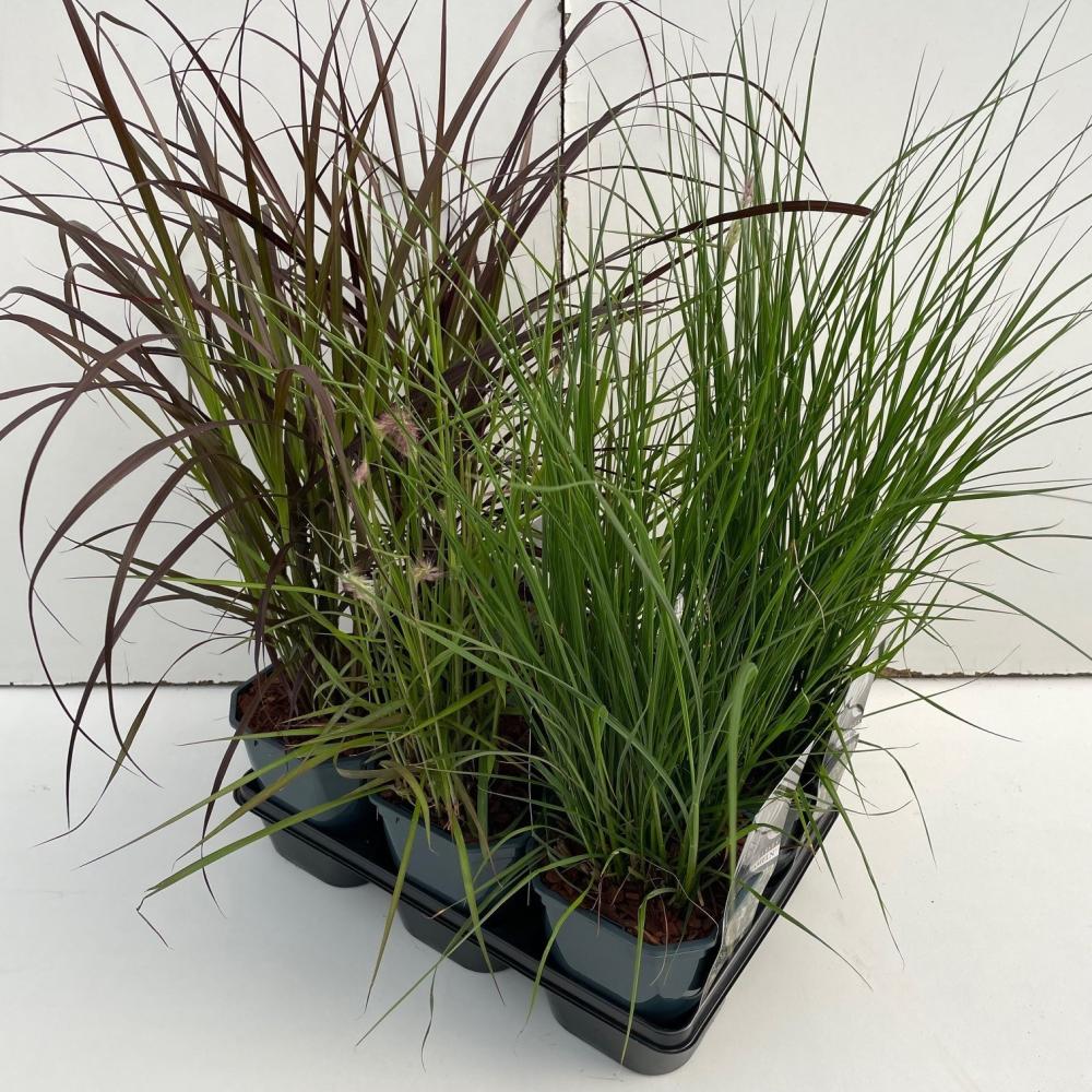 pennisetum