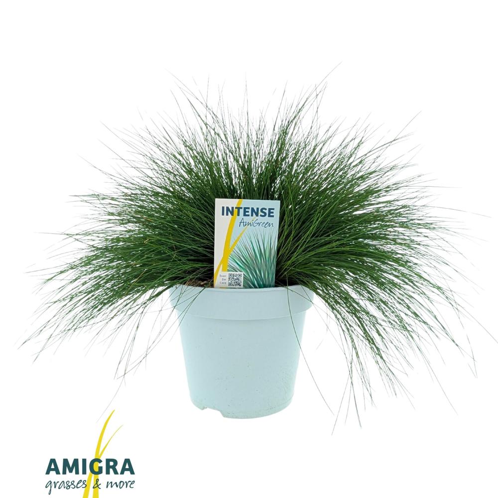 festuca