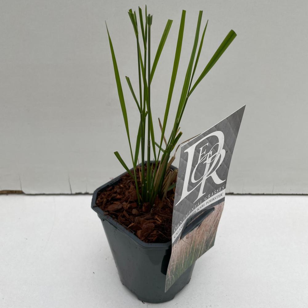 calamagrostis