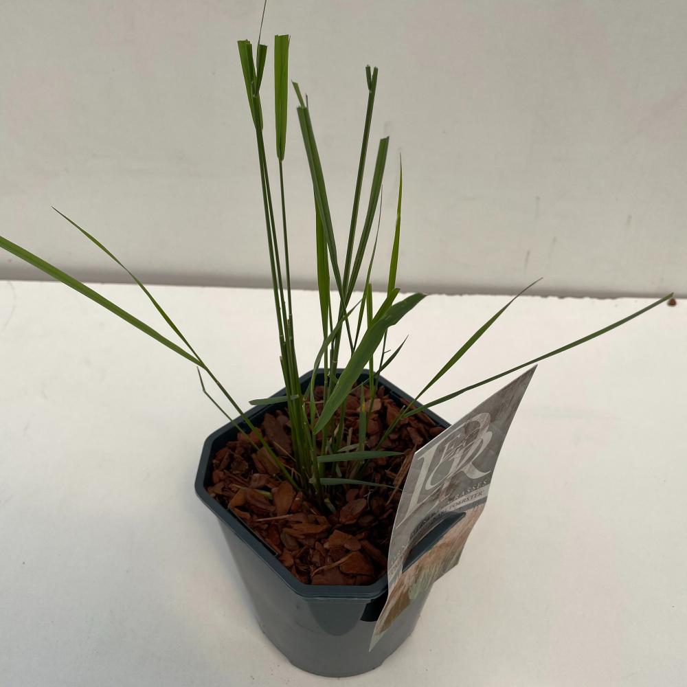 Calamagrostis
