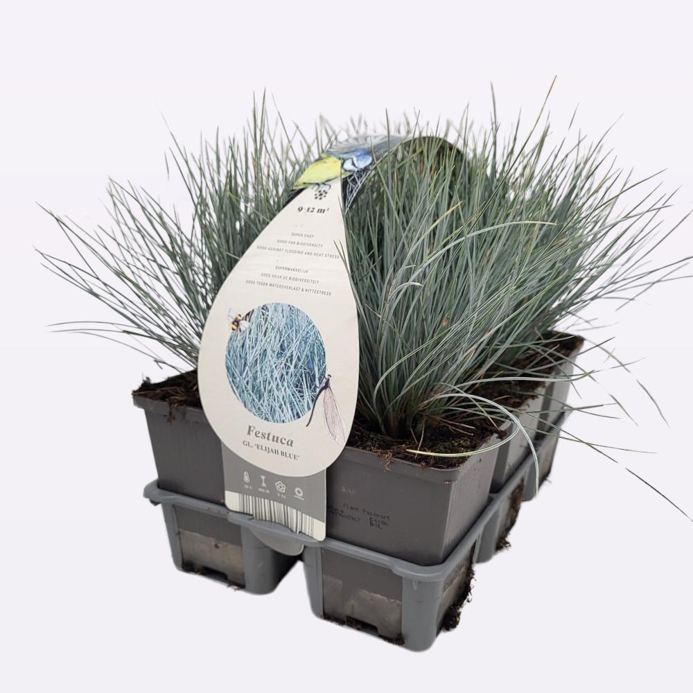 Festuca