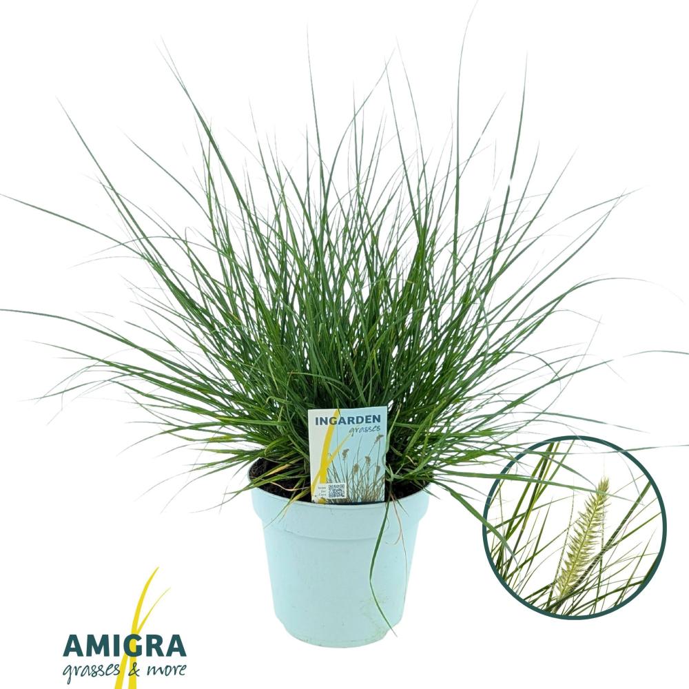 pennisetum