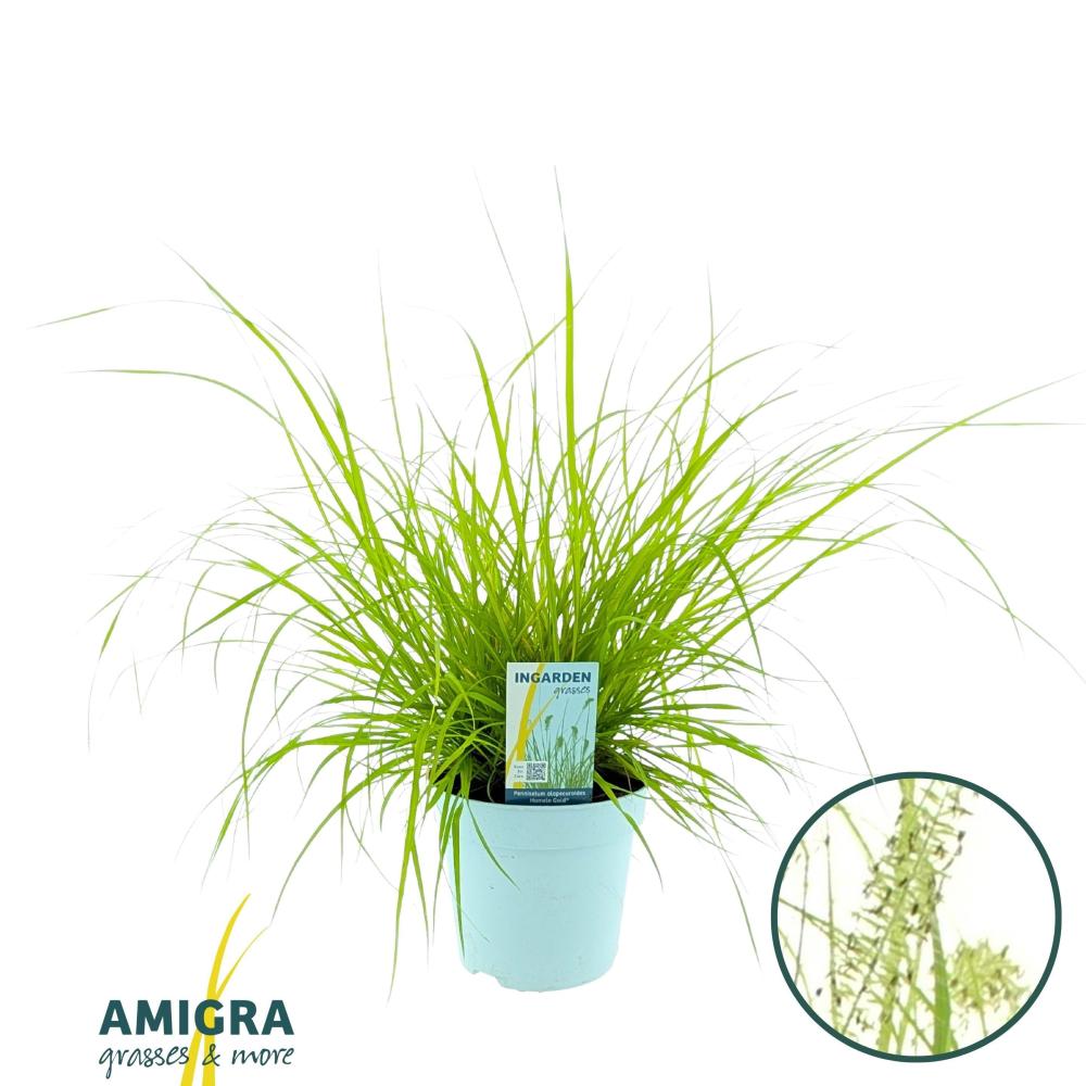 pennisetum