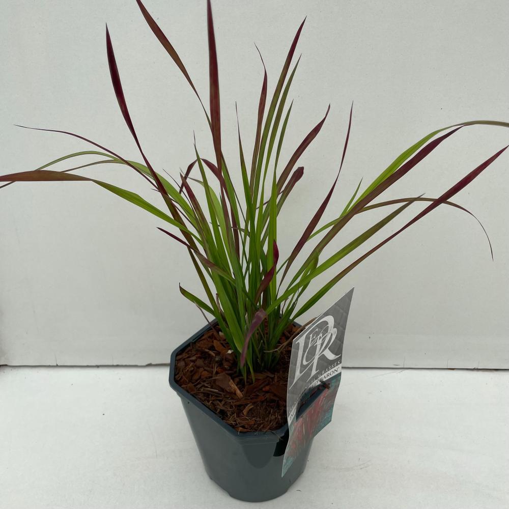 Imperata