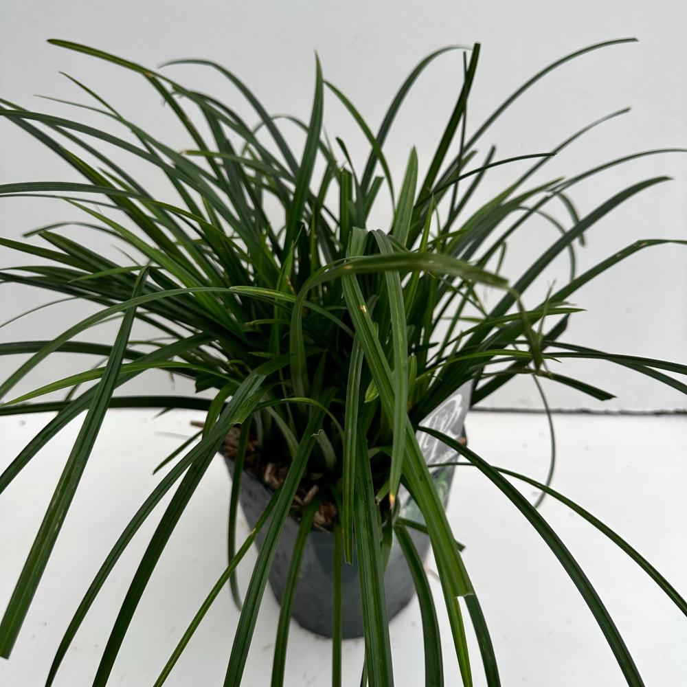 carex