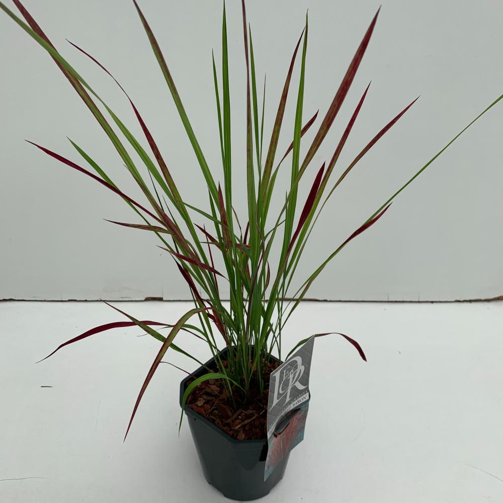 Imperata