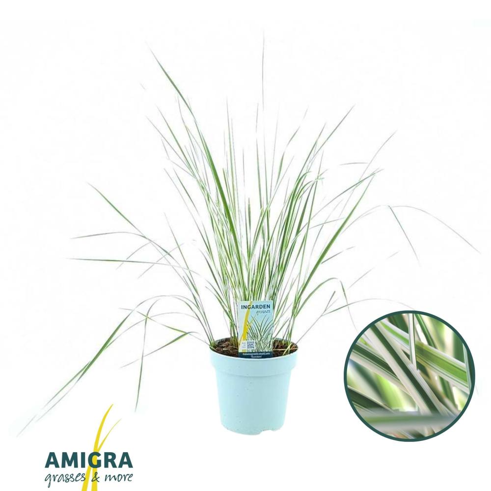 Calamagrostis