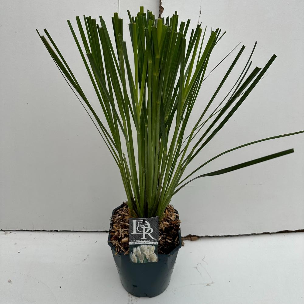 Cortaderia