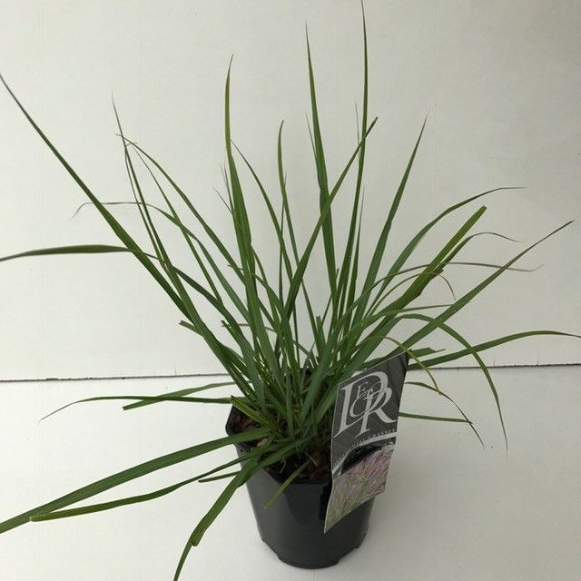 Pennisetum