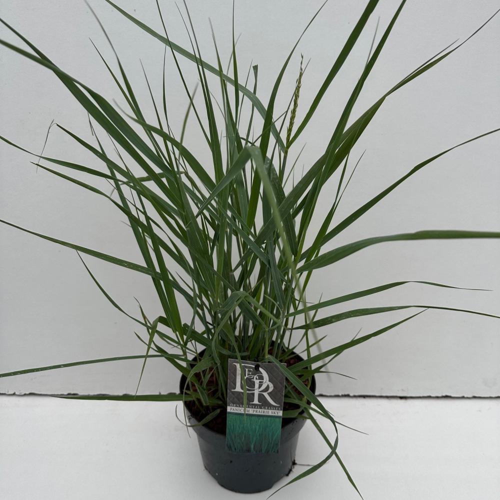 Panicum
