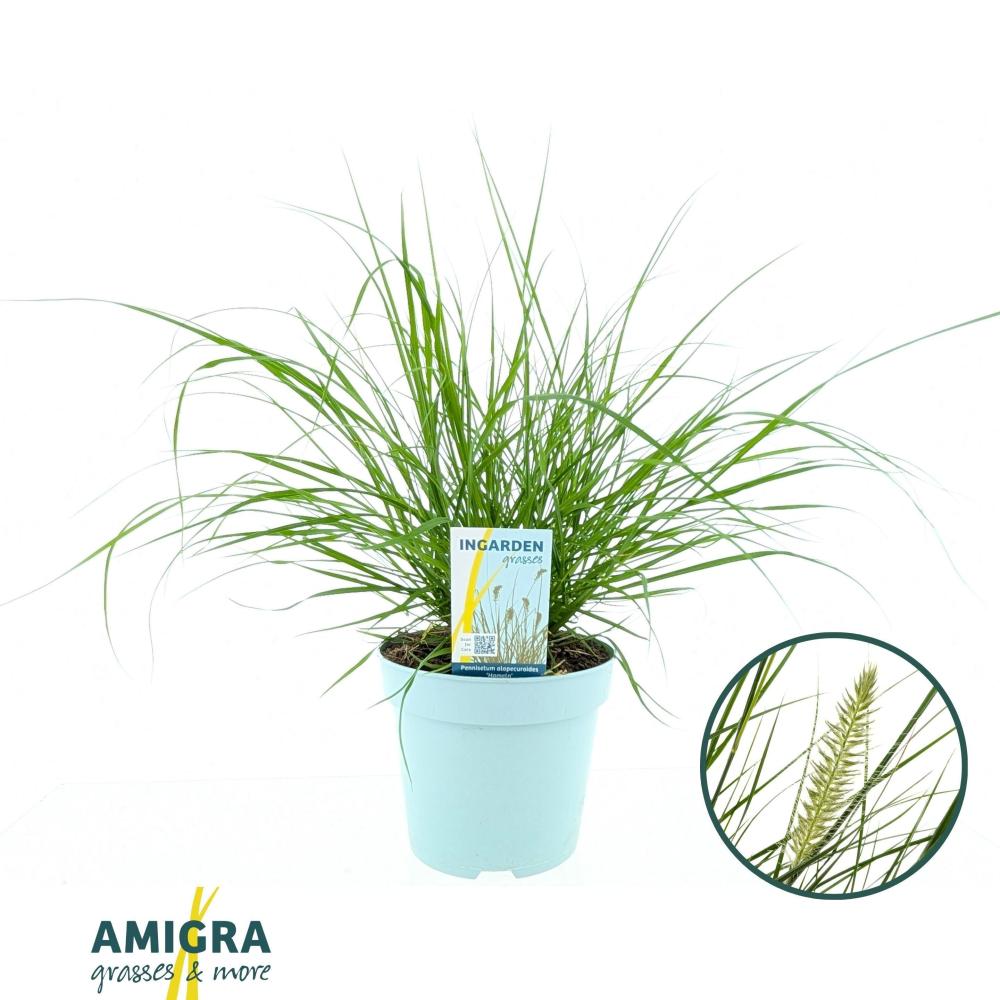 pennisetum