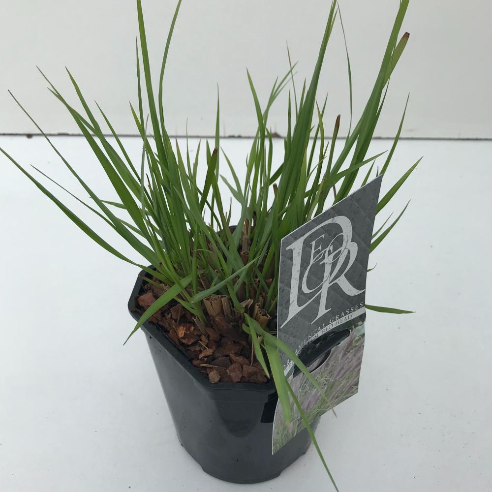 pennisetum